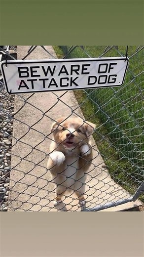Beware of dog 🐶❌ 📷: creepy.fact | Chills