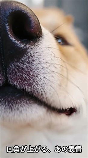 犬は“笑う”ってホント？ #豆知識Thursday #犬は笑う #犬スマイル #LEONSMILE#犬好きさんと繋がりたい