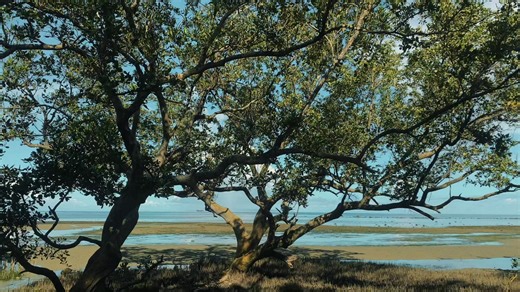 My NSTP-CWTS 1 Video Presentation on Environmental Awareness and Protection. Let's all protect our environment for a sustainable future!" Disclaimer: No copyright infringement intended, I do not own this song or music/in whole, it belongs to the rightful owner. #ForEducationalPurposesOnly | Maria Niña Hermoso