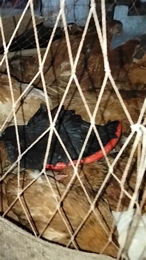 #মুরগি তোমরা যদি যাওগো মদিনায় । সালাতু সালাম গো আমার । Salatu Salam Go Amar gojol । Emtiaz Masrur