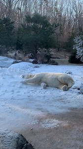 66K views · 246 shares | SNOW DAY! I didn't forecast any snow for Asheboro, so they made their own at the North Carolina Zoo. Looks like Anana is enjoying this special treat for now! | Meteorologist Tim Buckley | Facebook