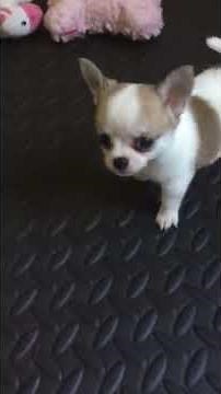 Elevage chihuahua - Le combat des chihuahua nains ! Rapide et efficace !