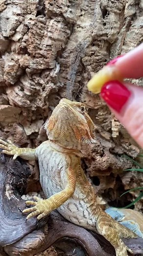 Anna Shelehova on TikTok