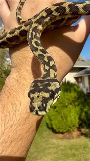 Papuan Carpet Python