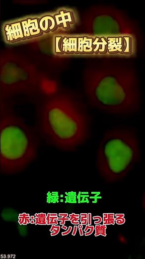 【美しすぎる細胞の世界】 細胞分裂