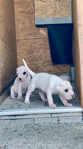 30 days Dogo Argentino puppies. #dogoargentino #puppy #doggo #dogoargentinopuppy #dogoargentinos | ZBZ Dogos-Ohio