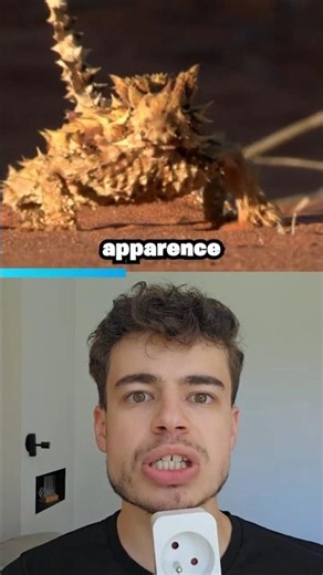 Animals that look DANGEROUS but are HARMLESS (and vice versa)