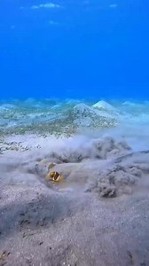 2.5K views · 132 reactions | That is how they find foods on sea bed Please share and Like  #ocean #dolphin #sea #snorkling #scubadiving #scuba | OceanLife | Facebook