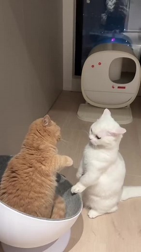 Funny Cats Fighting Compilation - Hilarious Cat Fights Videos