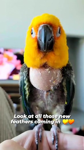 Skittles is a 16 year old jenday conure who was surrendered to me after his previous owner no longer had time for him. He had plucked most of the feathers out over the years but now with proper diet | Jen Greenberg | Facebook