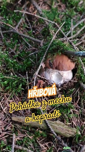 Hřibová pohádka, z mechu a kapradí 🌲🍄‍🟫🇨🇿 #indianfanda #nature #mushroom #fungi