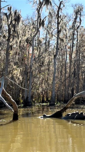 Discovering Lana Del Rey's Love for the Bayou