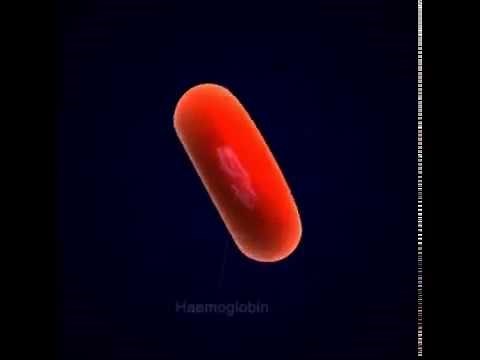 Erythrocyte structure