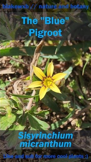 The "Blue" Pigroot (Sisyrinchium micranthum) #nature #botany #plants #flowers #botanylovers