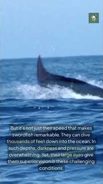 ⚔️ Swordfish Are Ocean Speed Demons #facts #fish