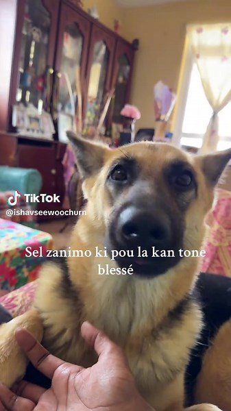 🫶🏽#CapCut #mru🇲🇺 #fypシ #viral #tik_tok #tiktokmru #dream #fyp #foryou #bergerallemand #doglover