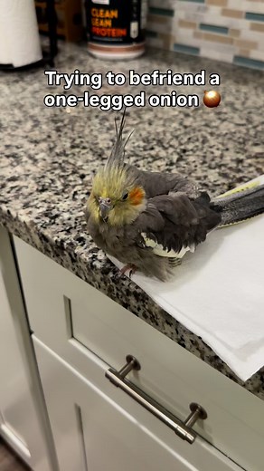 Does anyone have tips on how I can become friends with this onion?? 🧅 • • • #parrot #parrotlover #parrotlovers #parrots #parrotsofinstagram #bird #birds #birdsofinstagram #birb #borb #cockatiel #cockatiellife #cockatiels #cockatielsofinstagram #onion #calopsita #鳥 #オカメインコ #앵무새 #面白い #funny | Peaches the Naughty Bird