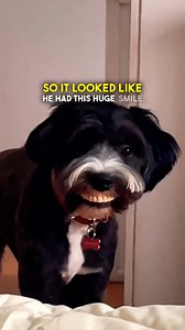 132K views · 4.5K reactions | This Dog Took Her Dentures   (Lola Torres via ViralHog) #dogvideos #dogs #funnydogs #teeth #dentures | Brennan Rogers | Facebook