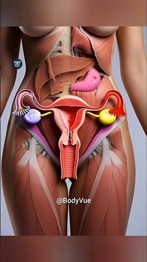 Menstrual Cycle in 3D Animation Explained & Reproductive System #animation #anatomy #shortvideo