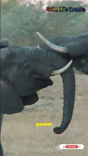 The SECRET Ritual of Wild Elephants Revealed #Wildlife #matingrituals #elephantattack