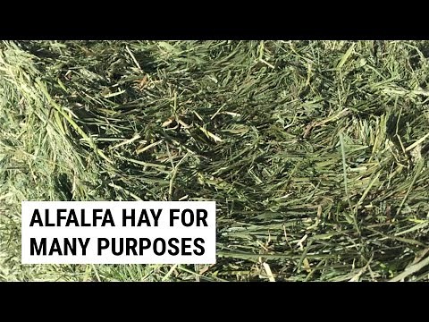 Benefits of Multipurpose Alfalfa Hay In Your Garden