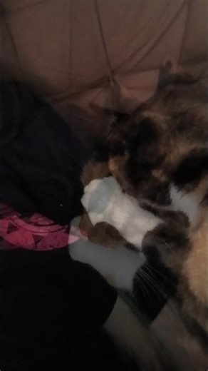 😹 Ouch Kitty! #phihrslug