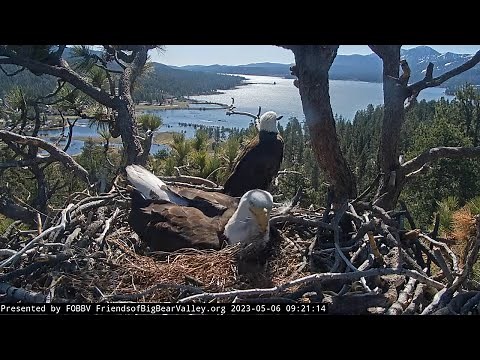 Saturday morning in the nest FOBBV CAM Big Bear Bald Eagle Live Nest - Cam 1