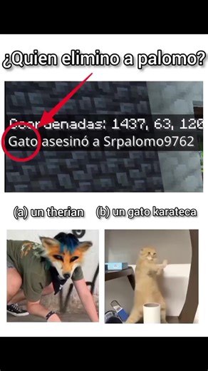 Gato en Minecraft: Momentos Graciosos y PVP