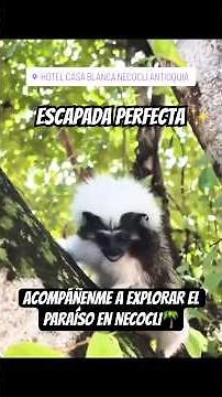 ¡Acompáñenme a navegar esta increíble aventura en el paraíso de Necoclí! 🌴🏖️