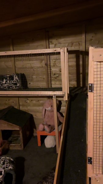 Creating a Perfect Bunny Shed for Happy Rabbits