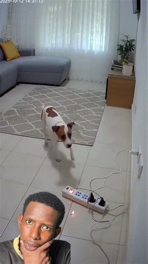 Bingo is the hero of the day