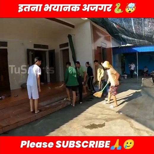 A big golden snake came🐍🤯#shorts #lagataarfacts