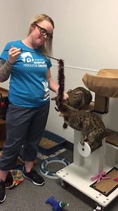 2.7K views · 25 reactions | ADOPTED! (APRIL) - Meet Rajah & Onyx our pair of Bengal mixes available for adoption! If you would like to meet this awesome duo, come on down to the Surrey Animal Resource Centre! | Surrey Animal Resource Centre | Facebook