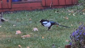 11K views · 132 reactions | Truls er i farskhumør så dere må bare passe dere  | Kjell Karlsson | Facebook