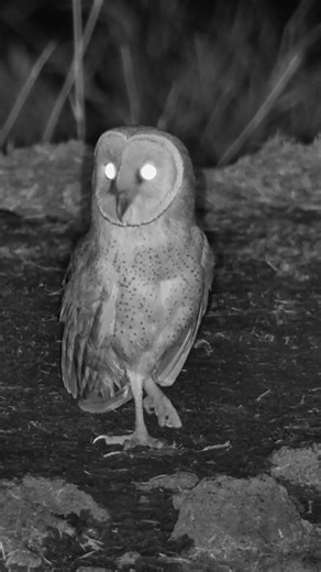 Nature's Quietest Hunter Takes Off 🌙🦉