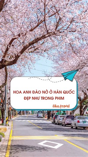 Ngắm hoa anh đào nở ở Hàn Quốc đẹp như trong phim