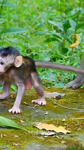 Just born baby monkey is so very lovely🐒 | Love Monkey