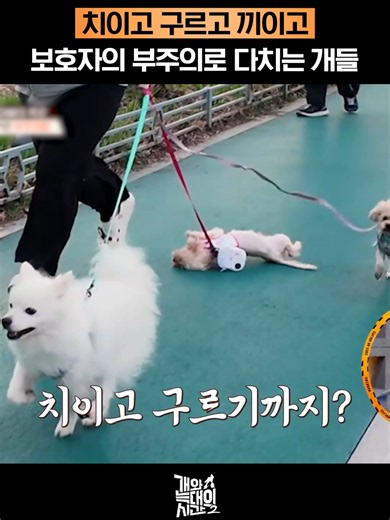 다리에 치이고 문에 끼이고😭 보호자의 부주의함이 불러온 위험천만한 상황들💥 #채널A #개와늑대의시간2 #개늑시2 매주 [수] 밤 10시 방송🐕