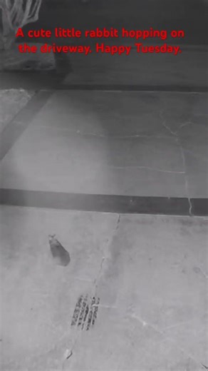 A cute little rabbit hopping on the driveway. Happy Tuesday.