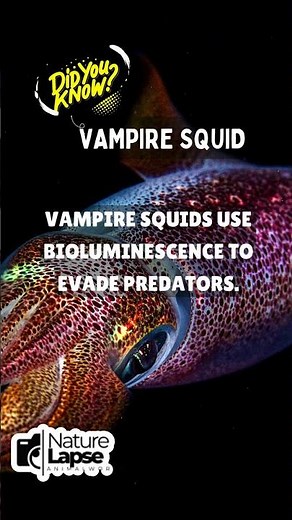 Vampire Squid: The Deep Sea's Glowing Enigma!