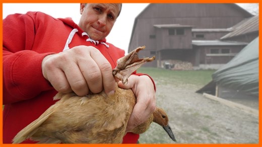 Beginner performs delicate bumblefoot surgery to save a lame duck