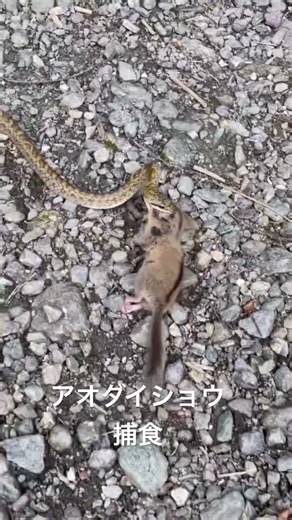 アオダイショウ捕食幼蛇すごい