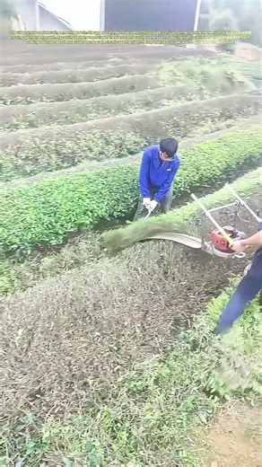 Trimming the Tops: How Tea Plants Get Their Perfect Shape