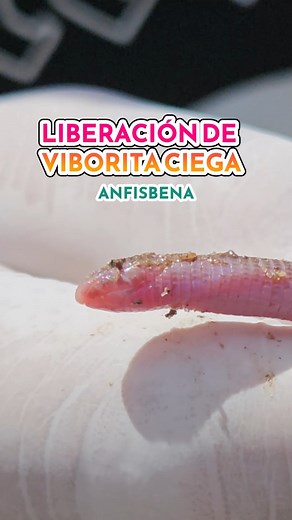 2.7K views · 102 reactions | Liberamos a una viborita de cristal...