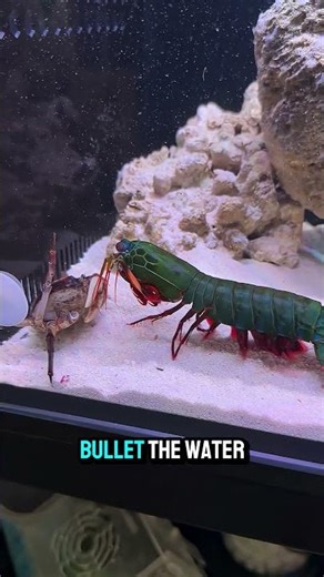 Mantis Shrimp: The Underwater Psychopath 🥊 #mantisshrimp #funnyanimals #ocean #humor #wildlife
