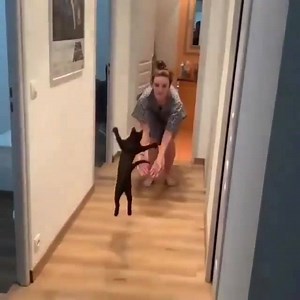 12K views · 815 reactions | Ce chat est content de voir sa maîtresse  | Amoureux des Chats | Facebook