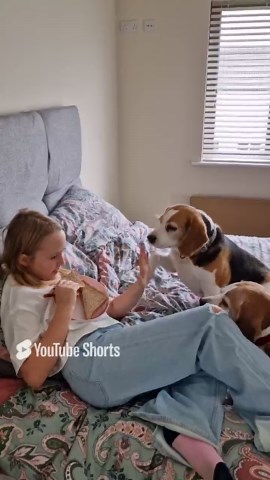 The Instant Food Alarm: How Fast Can These Beagles Jump on the Bed?