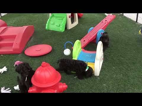 Brown Standard Poodle