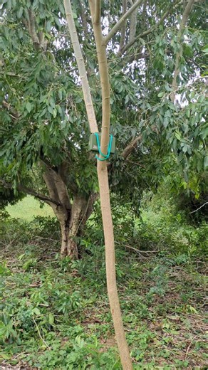 Well Nicholas placed the Wildlife Acoustics Song Meter Mini Bat 2 (Li-ion) detector at the perfect spot — and it survived Hurricane Melissa! 🌪️🦇 Now I’ve got acoustic data from before, during, and after the storm. Can’t wait to see which bat species were active through it all. Please continue to share your wildlife observations with @RoostersWorldja 🇯🇲💚 #HurricaneMelissa #RoostersWorldja #BatResearch #SongMeterMiniBat2 #WildlifeAcoustics #BatsOfJamaica #WildlifeMonitoring #Conservation #Fie