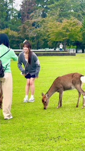 芝生を食べる鹿と観光客🫎NARA PARK